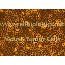 Mouse Tumor Epithelial Cells (Hu. Lung Cancer Origin, H460)